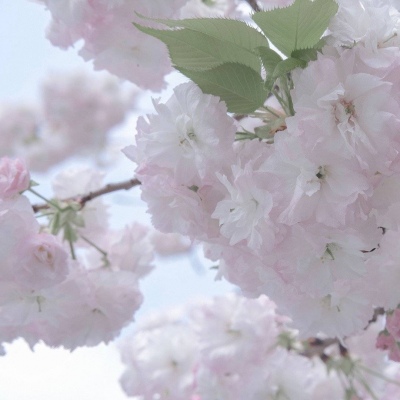 镇康福瑞交流群